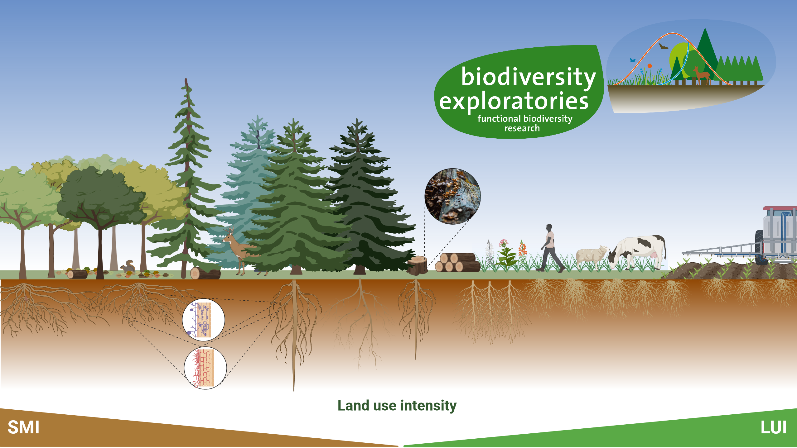 Grafische Darstellung des Konzepts des Core 8-Projekts im Rahmen der Biodiversity Exploratories